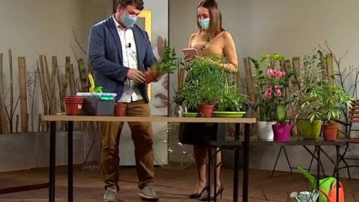 Péče o pokojové rostliny, 1. část