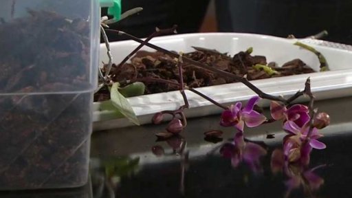 Pěstování orchidejí, 2. část