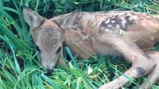 Záchrana srnky z pole