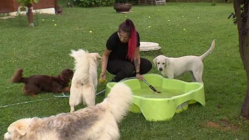 Psí hotely jsou plné