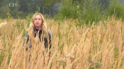 Zalesňování po kůrovcové kalamitě