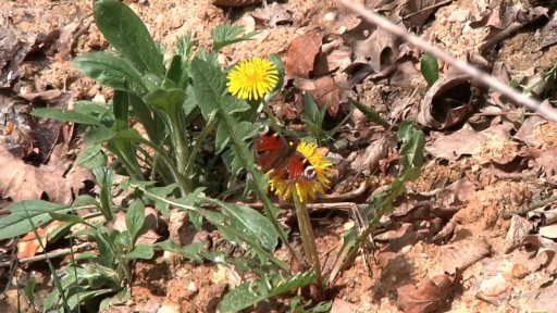 RTVS Košice: Ťahanovce