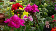 Pelargonie v kombinaci s jinými rostlinami - 1. část