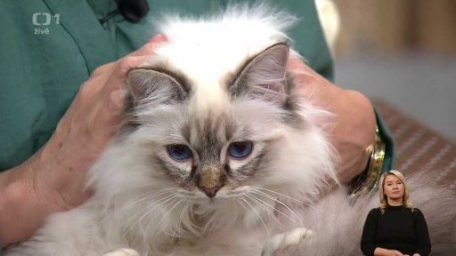 Kočičí plemeno Birma