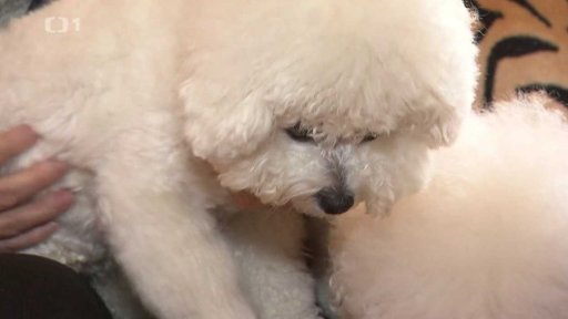 Velký zájem o štěňata