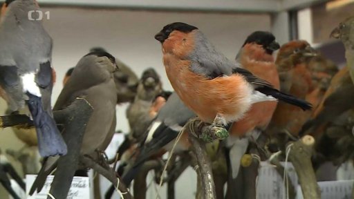 Ojedinělá sbírka ptáků v ČR