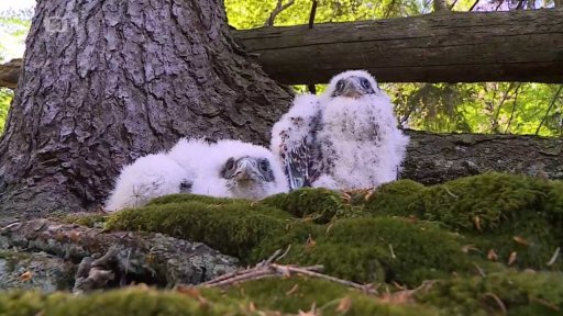 Kroužkování sokolů v Jeseníkách