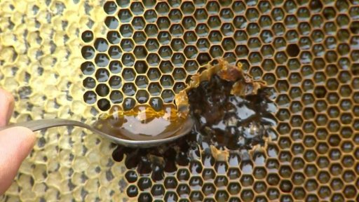 Stav včelstva po zimě