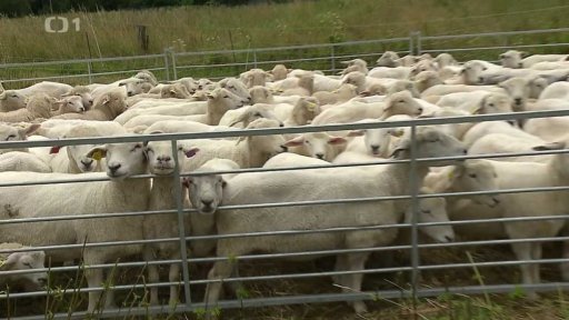 Roste počet ovcí napadených vlky