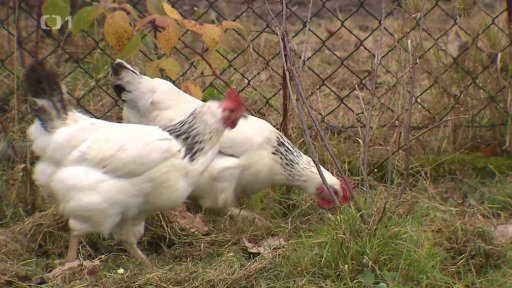 Kontroly opatření proti ptačí chřipce