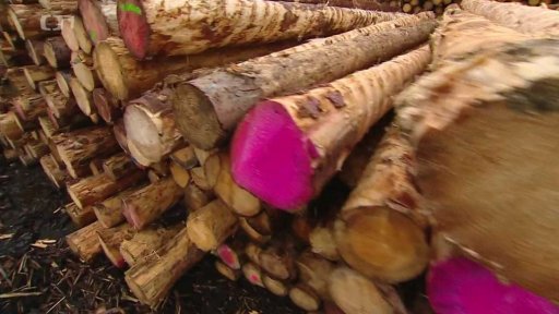 Těžba v lesích po silných bouřkách