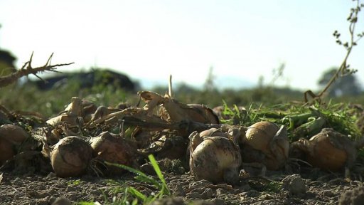 Začala sklizeň brambor a cibule