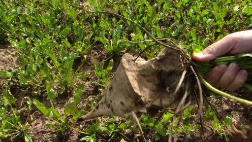 Začala sklizeň cukrové řepy