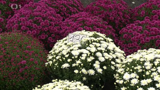 Nákupy v Polsku před Dušičkami