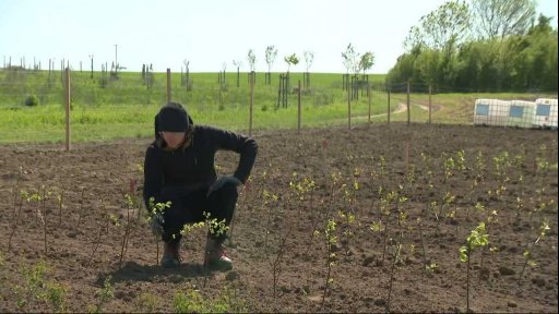 ČT Brno: Potulný sadař