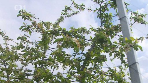 Nejvíc postižená úroda za sto let