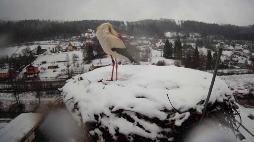 Vliv návratu zimy na zvěř