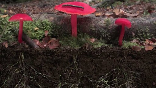 Festival Academia Film Olomouc