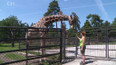 Narození žirafího mláděte v Zoo Olomouc