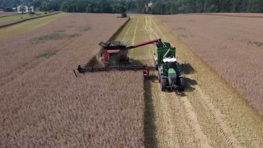 Na Moravě a Slezsku začaly žně