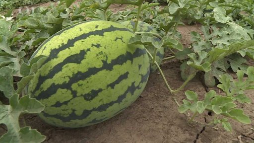 Pěstování melounů na Hané