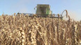 Skončily žně, výnosy jsou vyšší než loni