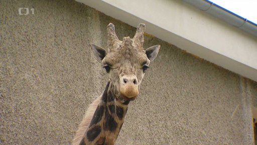 Olomoucká Zoo má 70 let
