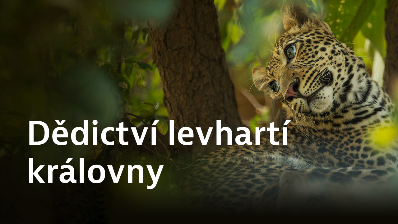 Dědictví levhartí královny