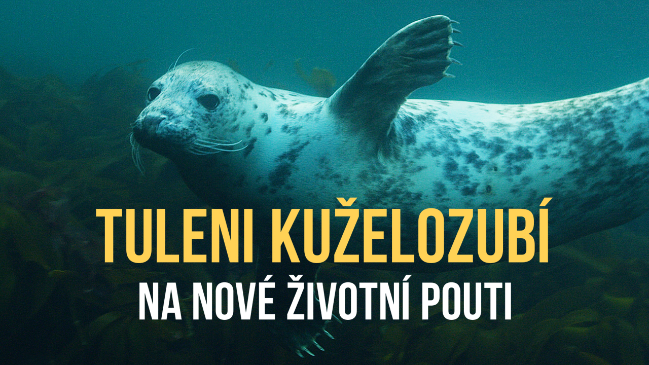 Tuleni kuželozubí na nové životní pouti