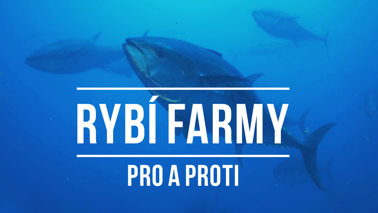 Rybí farmy - pro a proti