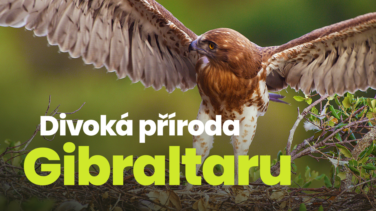 Divoká příroda Gibraltaru