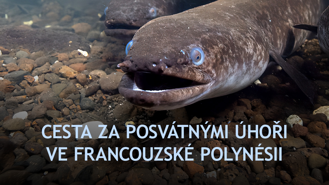 Cesta za posvátnými úhoři ve Francouzské Polynésii