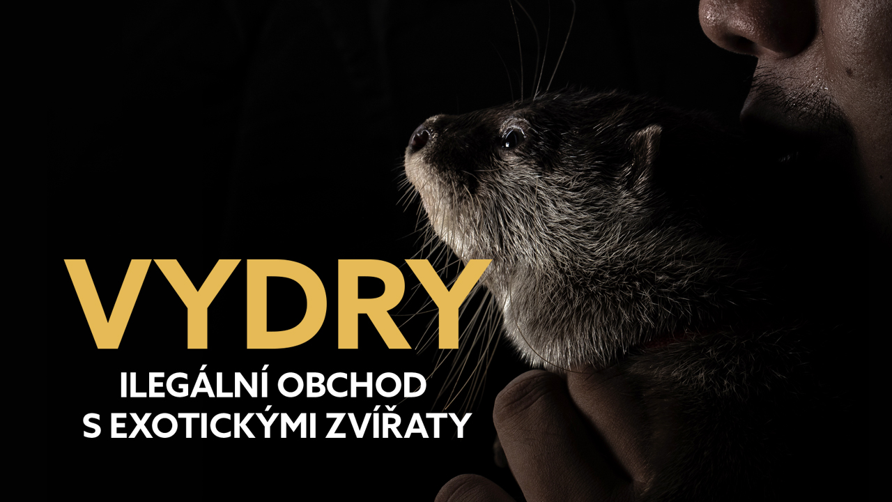 Vydry - ilegální obchod s exotickými zvířaty