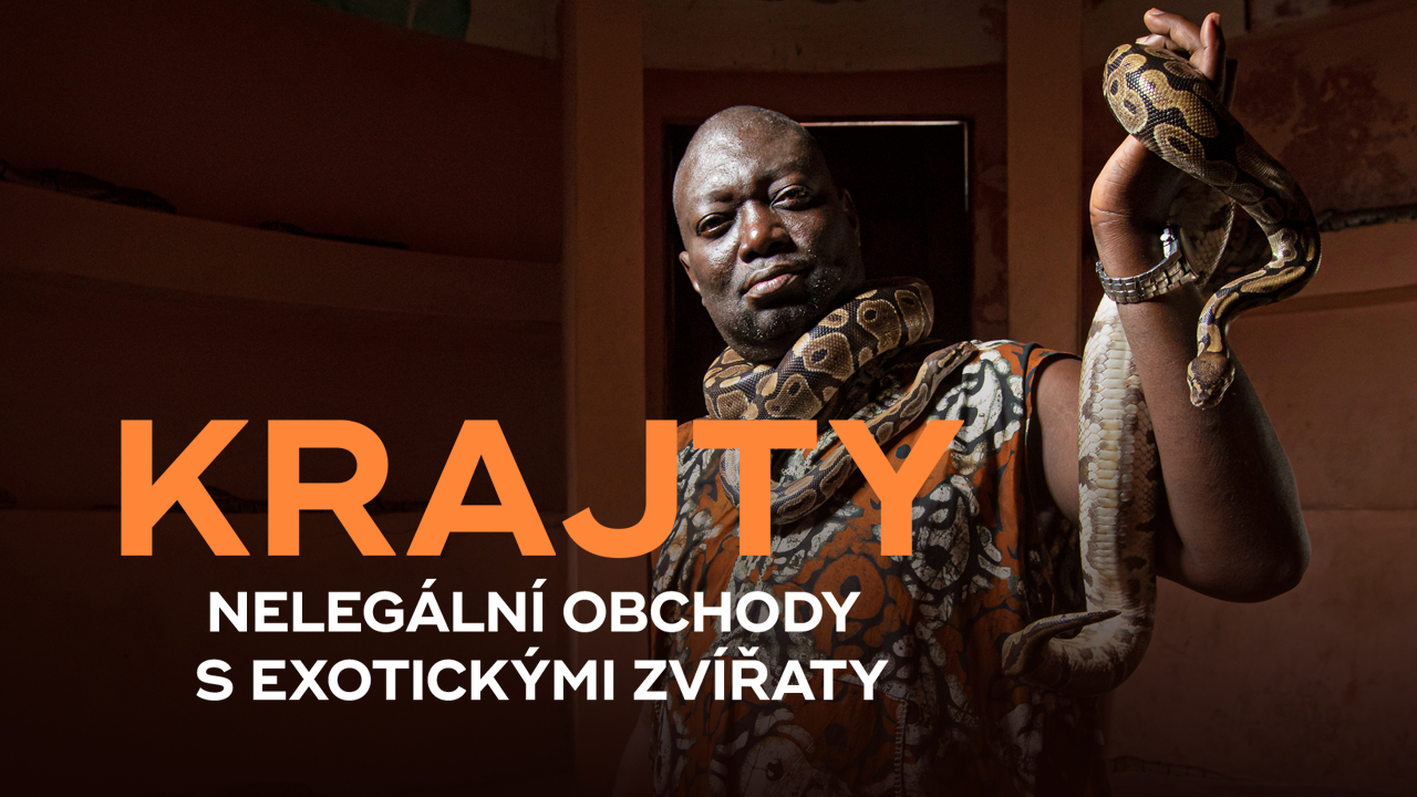 Krajty, nelegální obchody s exotickými zvířaty