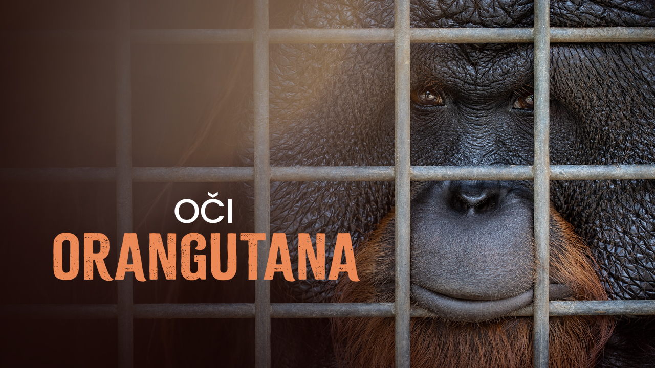 Oči orangutana