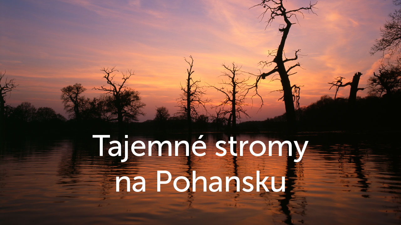 Tajemné stromy na Pohansku