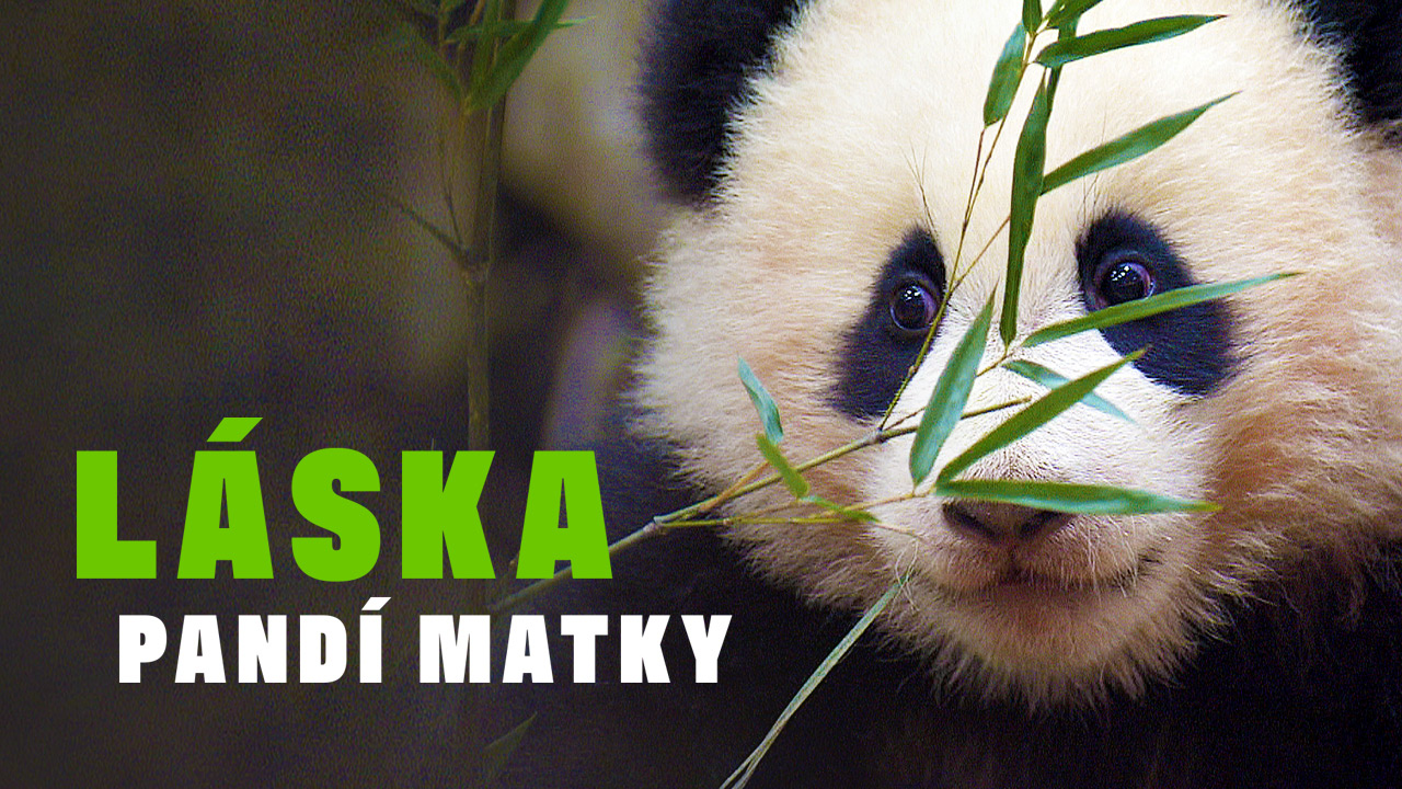 Láska pandí matky