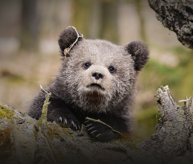 Medvědí příběhy iVysílání Česká televize