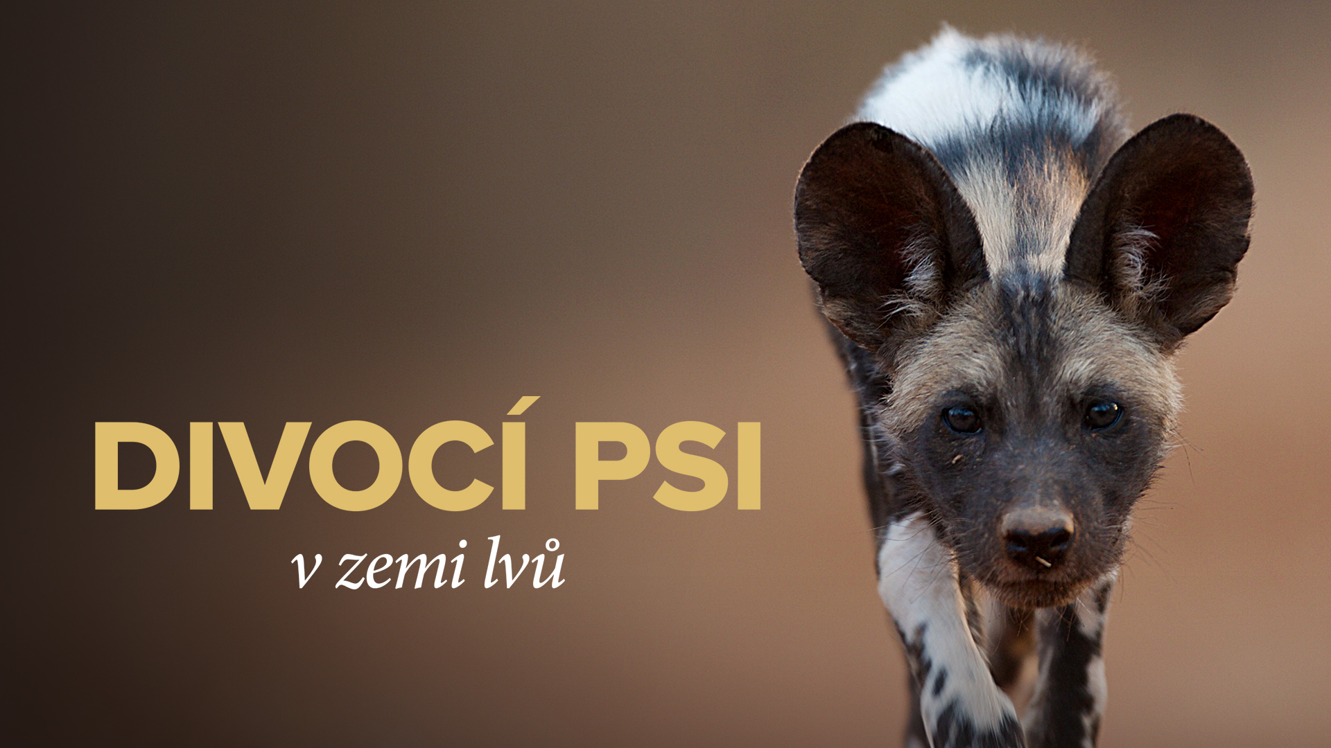 Divocí psi v zemi lvů