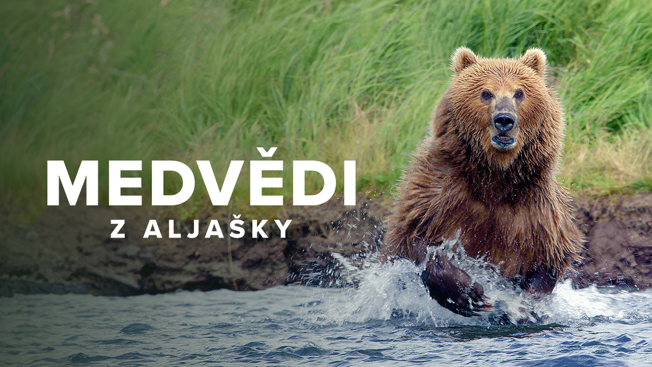 Medvědi z Aljašky