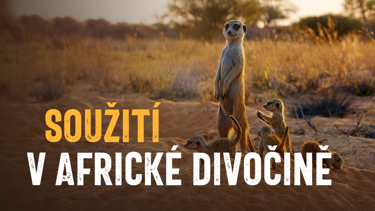 Soužití v africké divočině