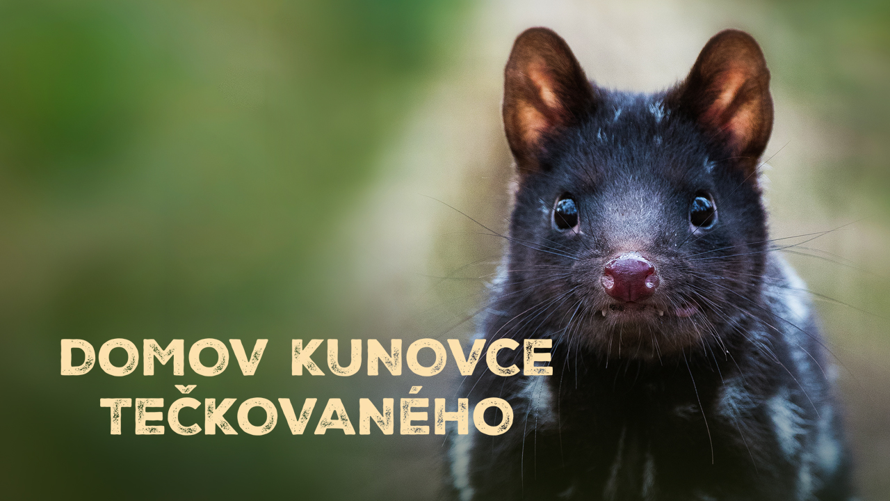 Domov kunovce tečkovaného