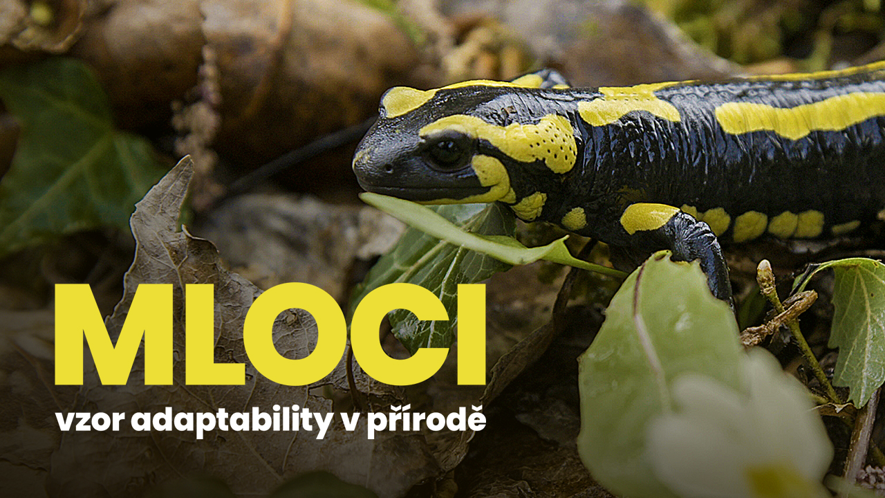 Mloci - vzor adaptability v přírodě