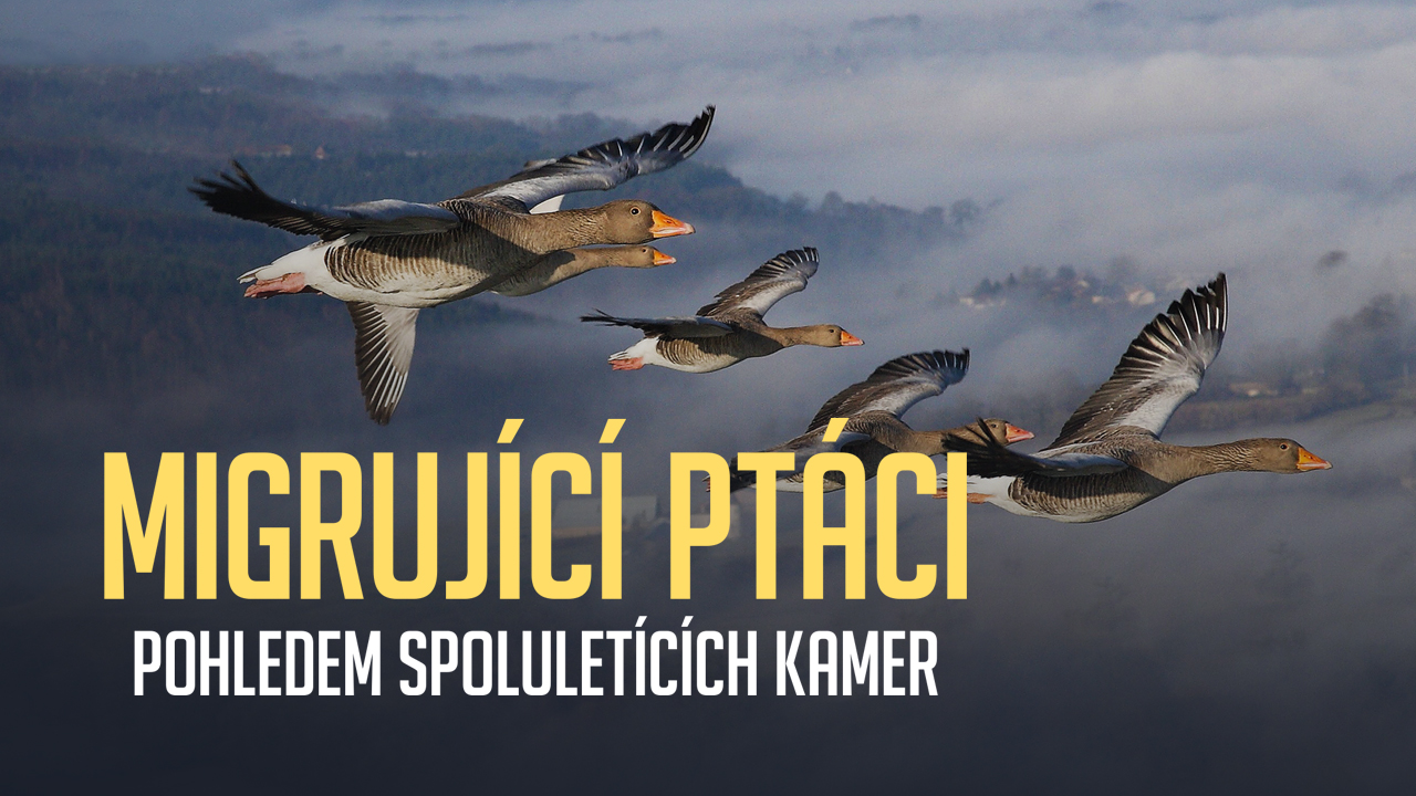 Migrující ptáci pohledem spoluletících kamer