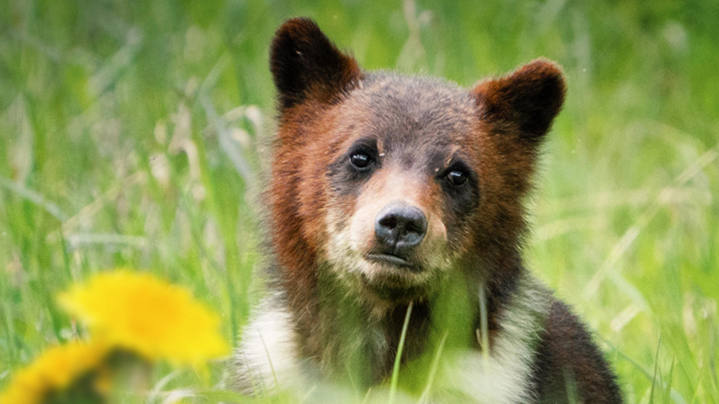 Dospívání grizzlyho: Příběh dvou sirotků