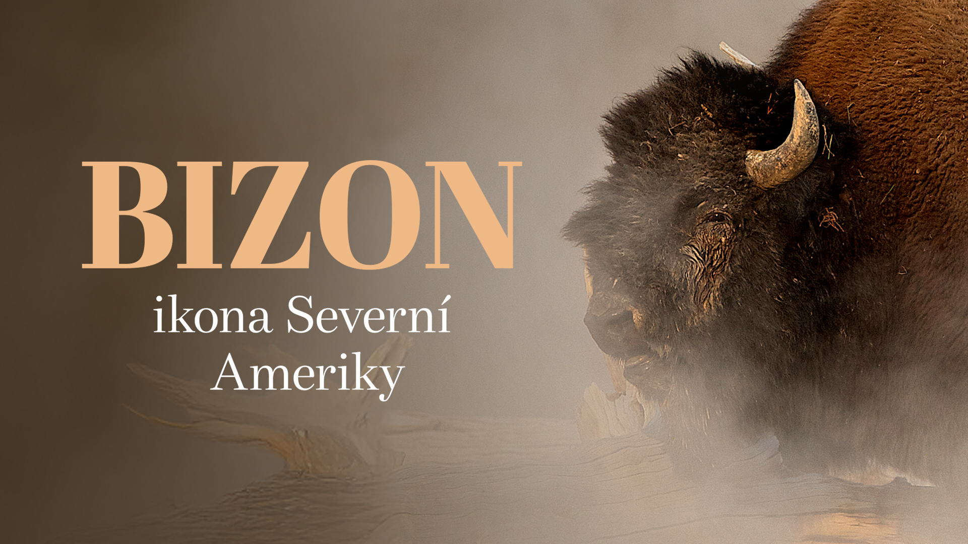 Bizon - ikona Severní Ameriky