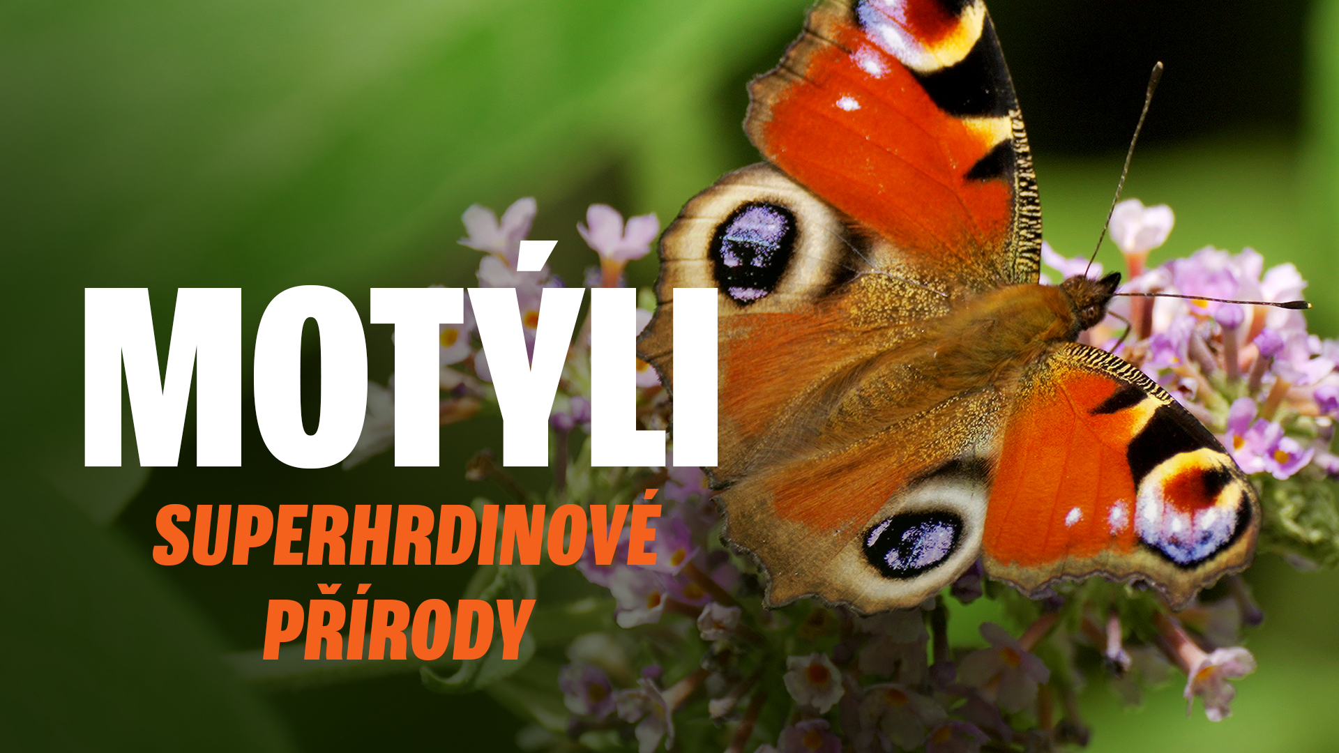Motýli, superhrdinové přírody