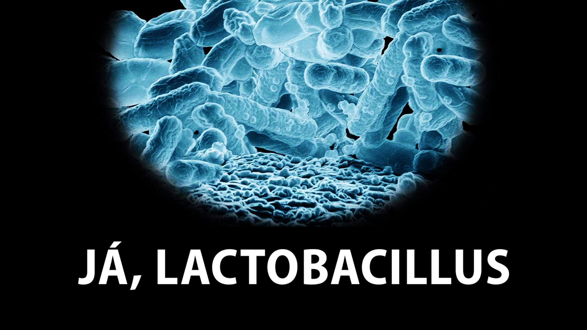 Já, Lactobacillus