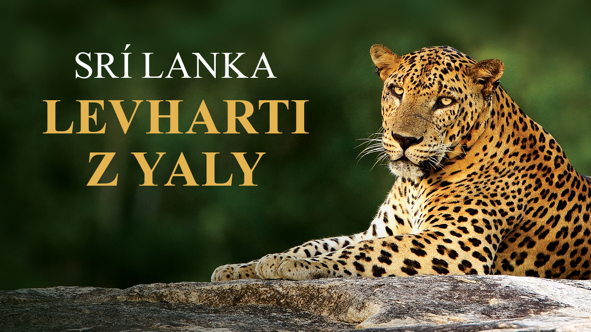 Srí Lanka - levharti z Yaly