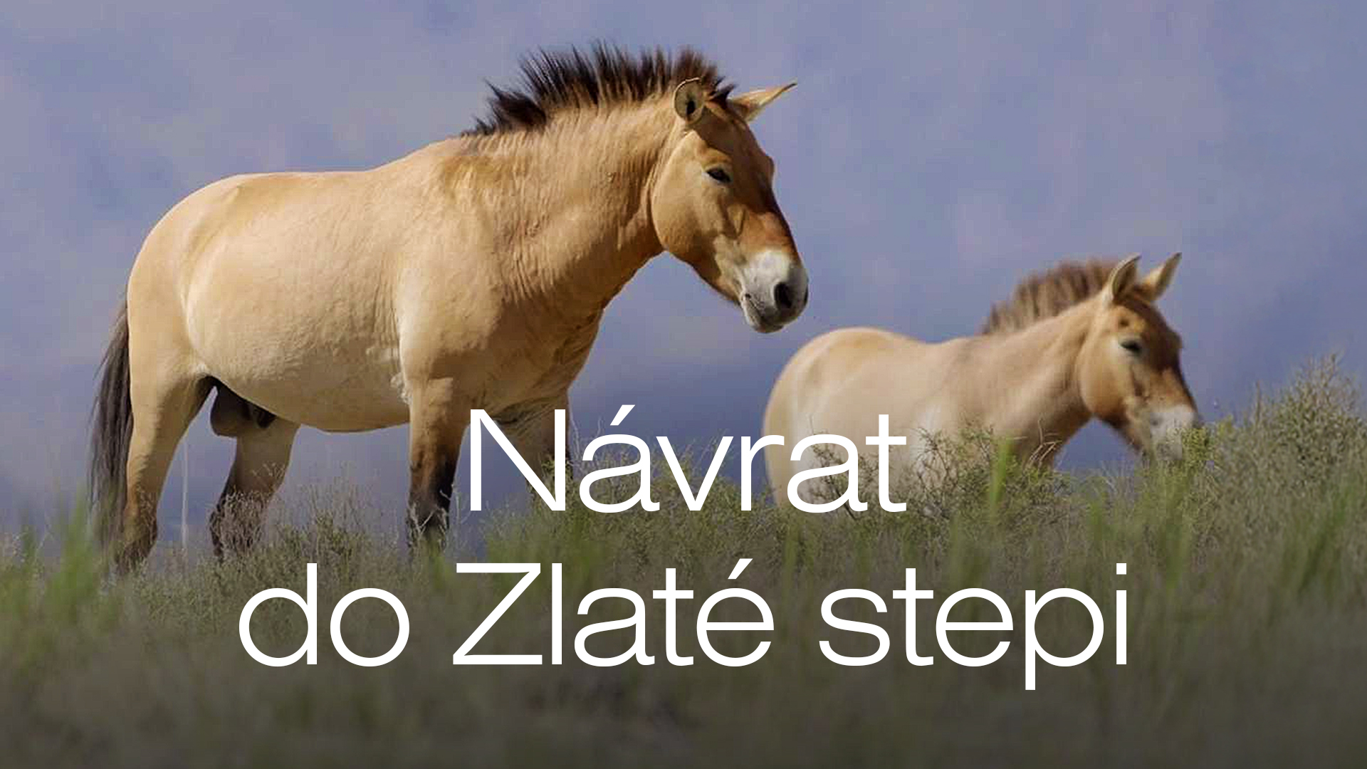 Návrat do Zlaté stepi